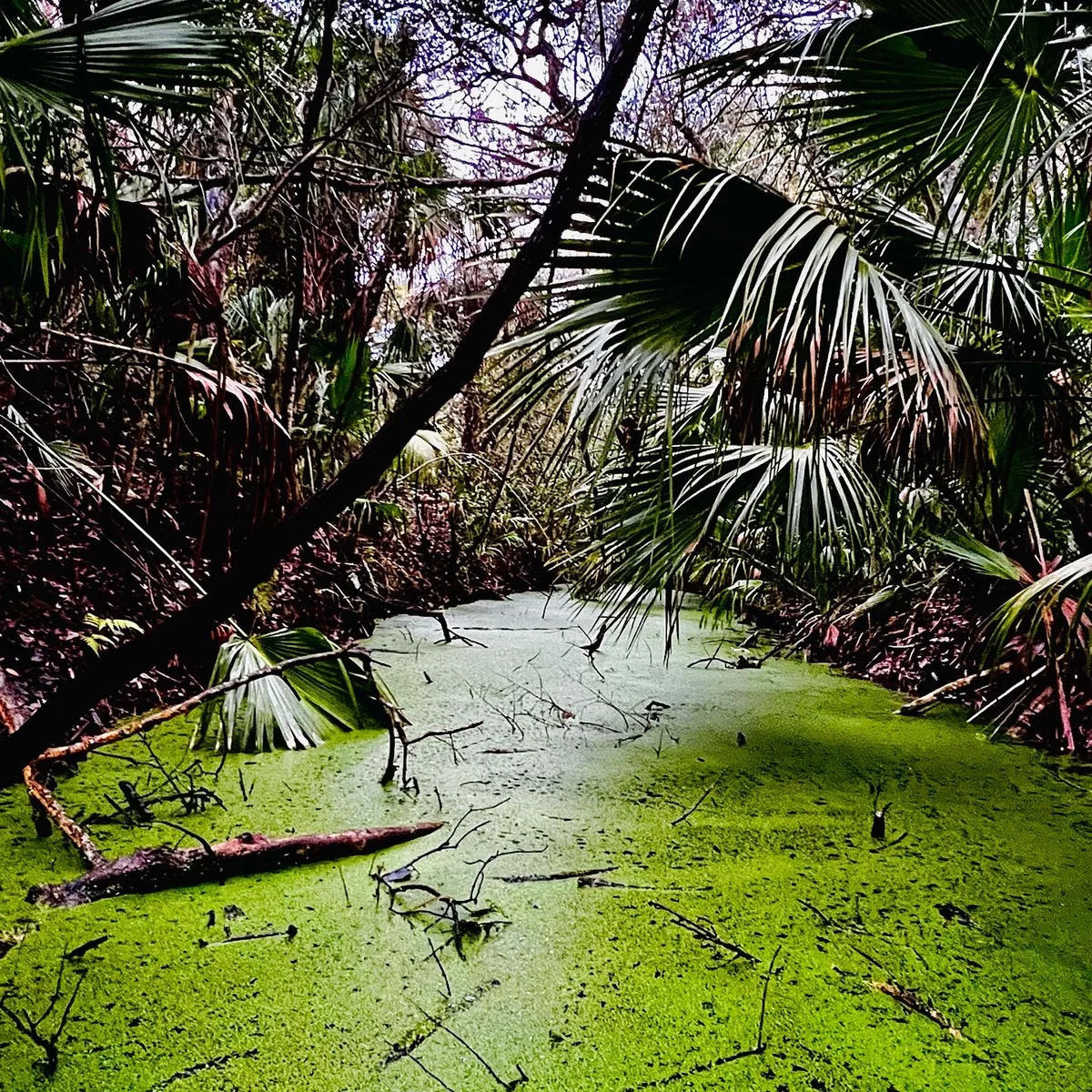 A Florida swamp trail